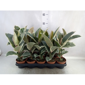 Ficus elastica 'Tineke'