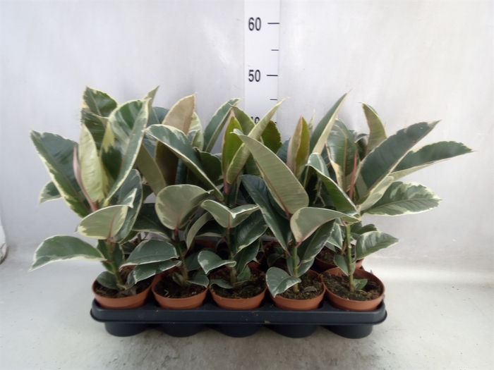 <h4>Ficus elastica 'Tineke'</h4>