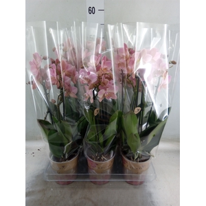 Phalaenopsis multi. 'Ant Treviso'