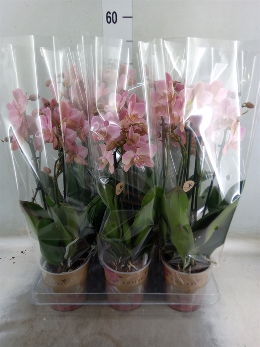 <h4>Phalaenopsis multi. 'Ant Treviso'</h4>