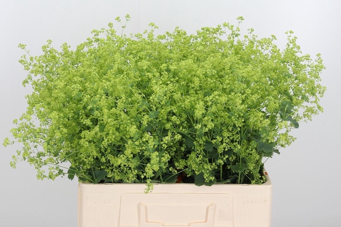 <h4>Alchimella Robusta</h4>