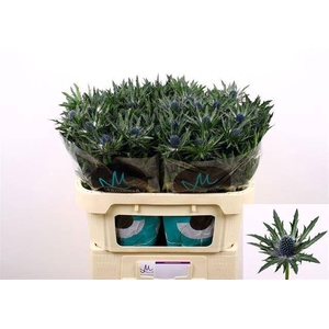 ERYNGIUM ORION QUESTAR