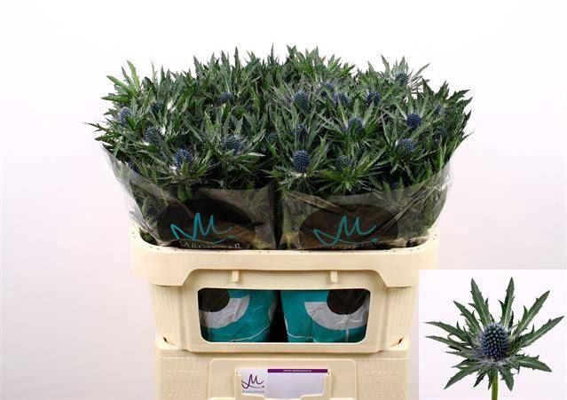 <h4>Eryng Orion Questar</h4>