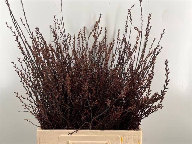 <h4>MYRICA GALE</h4>