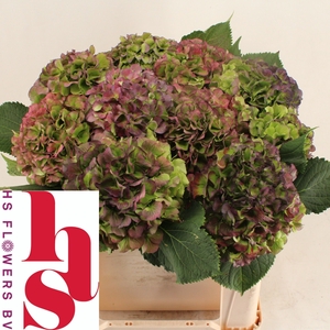 HYDR M CH VERE BL CL