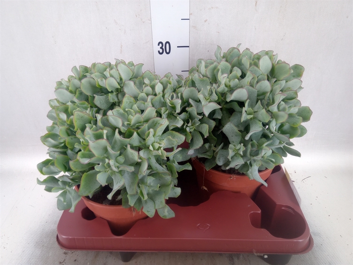 <h4>Crassula arborescens subsp. undilat</h4>