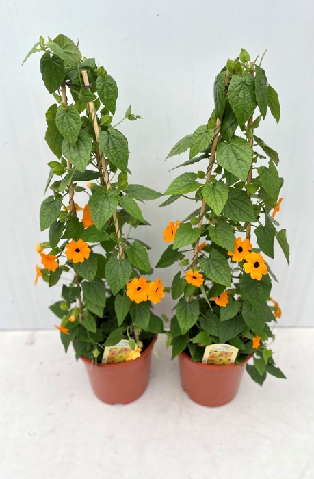 <h4>Thurnbergia Suzie Orange with</h4>