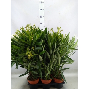 Nerium oleander   ...
