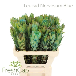 Leucad Nervosum Blue