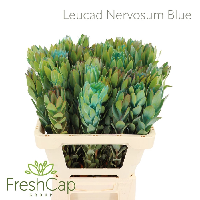 Leucad Nervosum Blue