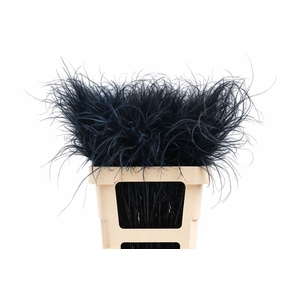 Dried Stypha Penata Black(10 Toef) Bunch