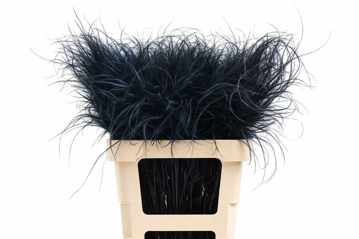 <h4>Dried Stypha Penata Black(10 Toef) Bunch</h4>