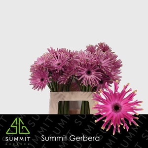 Gerbera Pastini Vittoria Water x40 Lang