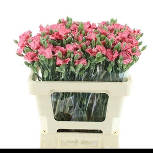DI TR SIMPLY SWEET EXTRA