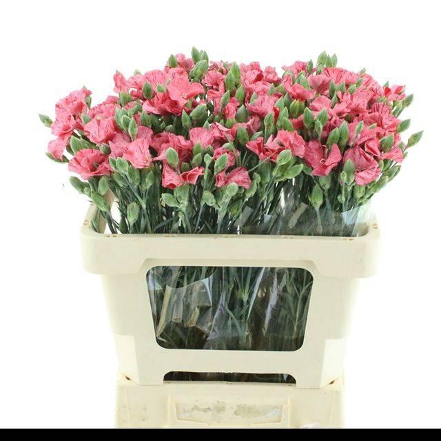 <h4>DI TR SIMPLY SWEET EXTRA</h4>