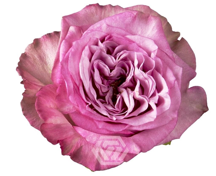 R GR QUEEN´S CROWN Tessa