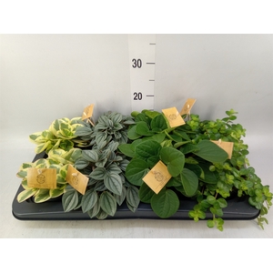 Peperomia   ...mix