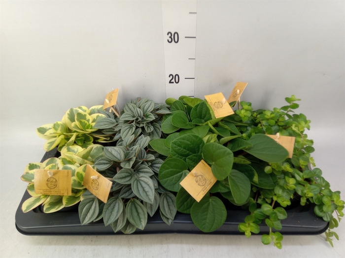 <h4>Peperomia   ...mix</h4>