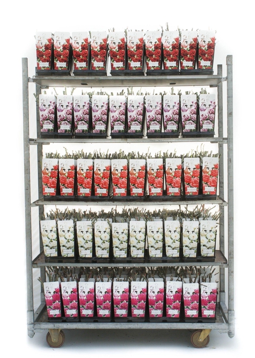 Parfum Roses 2L (geurend)