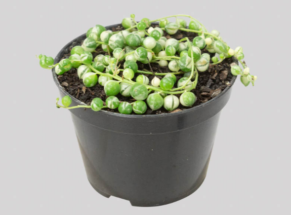 ROSARIO VARIEGATA P11 PO