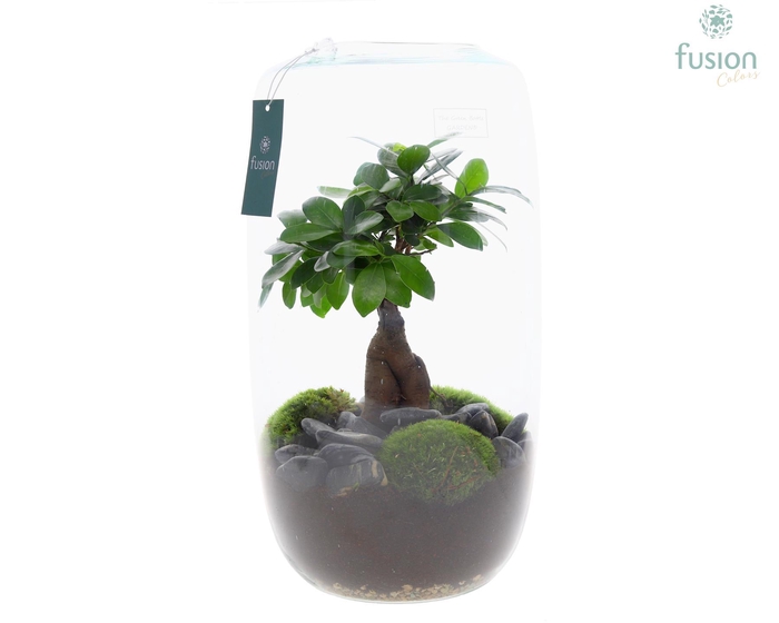 <h4>Green Bottle Isabella XXLarge met Ficus Ginseng</h4>