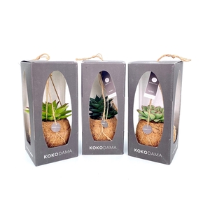 Kokodama 12 cm Gift Package Succulent