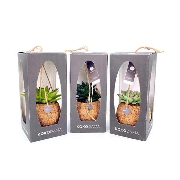 <h4>Kokodama 12 cm Gift Package Succulent</h4>