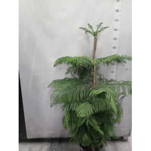 Araucaria heterophylla