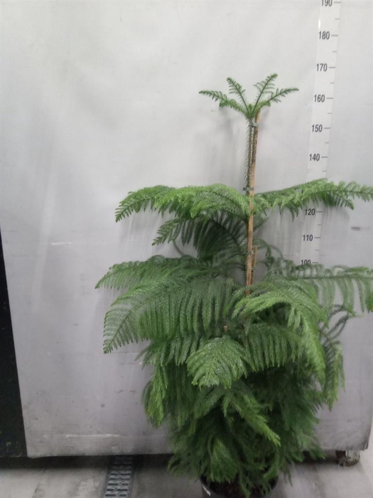 <h4>Araucaria heterophylla</h4>