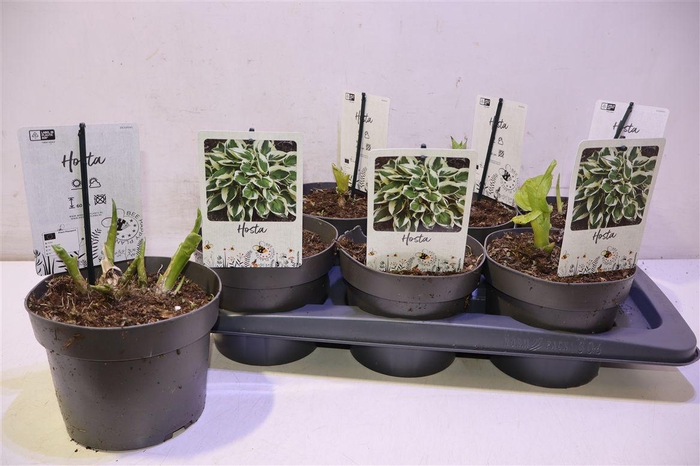 <h4>Host Sieboldii</h4>