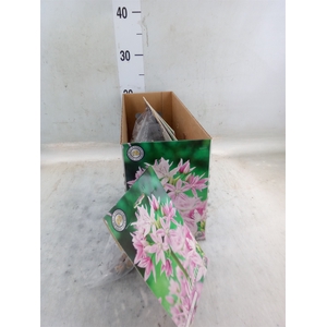 Allium   ...flowerbulbs