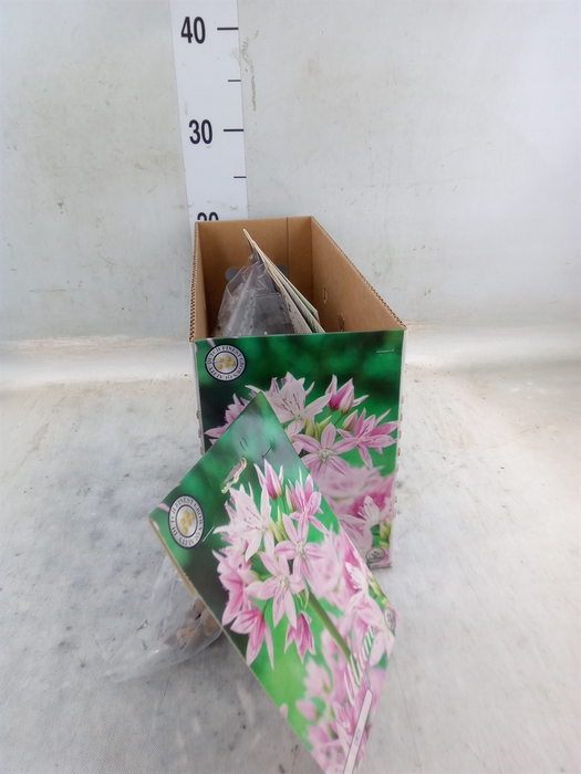 <h4>Allium   ...flowerbulbs</h4>