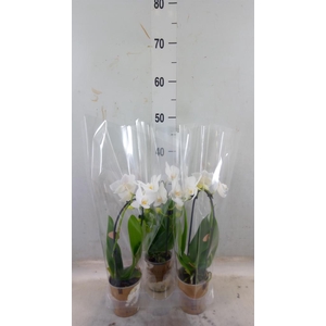 Phalaenopsis  'Elegant Cascade'