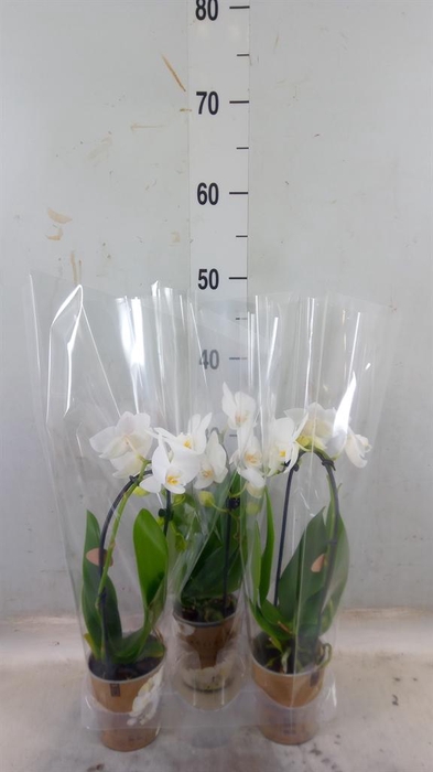 <h4>Phalaenopsis 'Elegant Cascade'</h4>