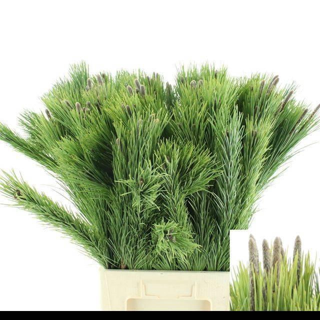 <h4>PINUS MUGO VAR MUGHU</h4>