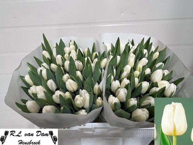 <h4>TU EN ANTARCTICA</h4>