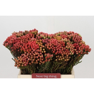 KAAPS GROEN RED BRUNIA SMALL