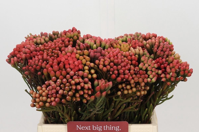 KAAPS GROEN RED BRUNIA SMALL