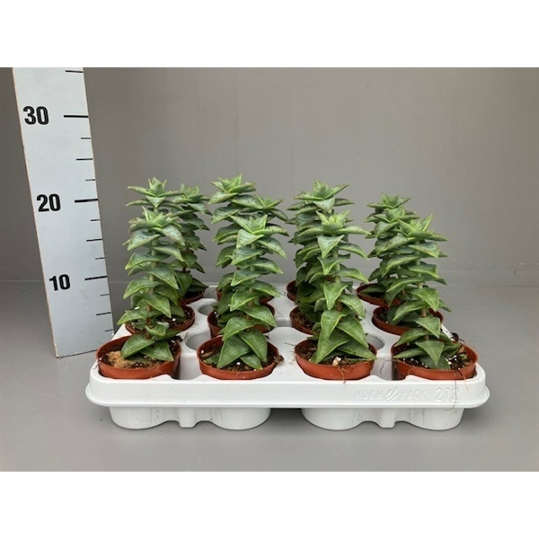 <h4>Crassula Perforata grof</h4>