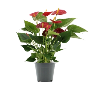 Anthurium Rood overig