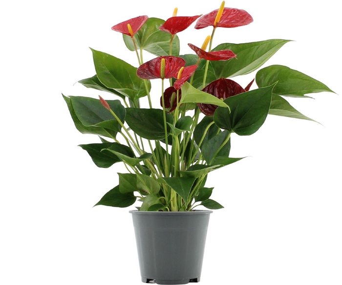 <h4>Anthurium Rood overig</h4>