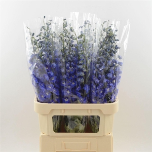 Delphinium Navy Blue