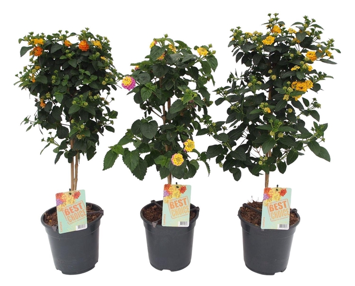 <h4>Lantana mix</h4>