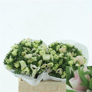 Anem Mistral White Super