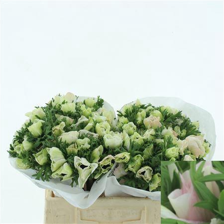 <h4>Anem Mistral White Super</h4>