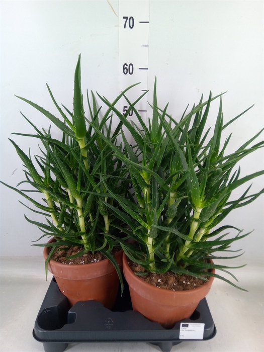 <h4>Aloe   ...</h4>