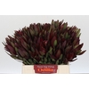 Leucadendron Saf Sunset Dark R.