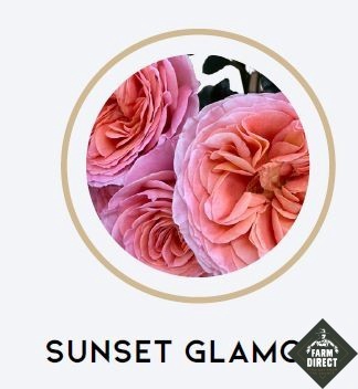 <h4>R TR SUNSET GLAMOUR</h4>