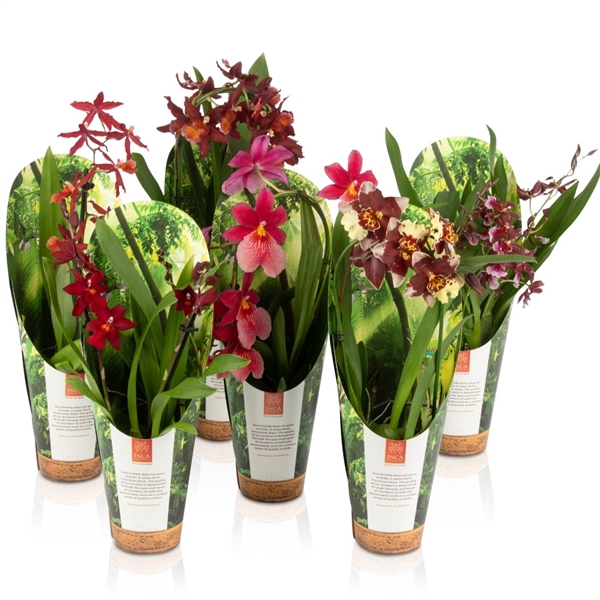 <h4>Inca Orchid Red Beauty mix 9 cm in Jungle Cover</h4>
