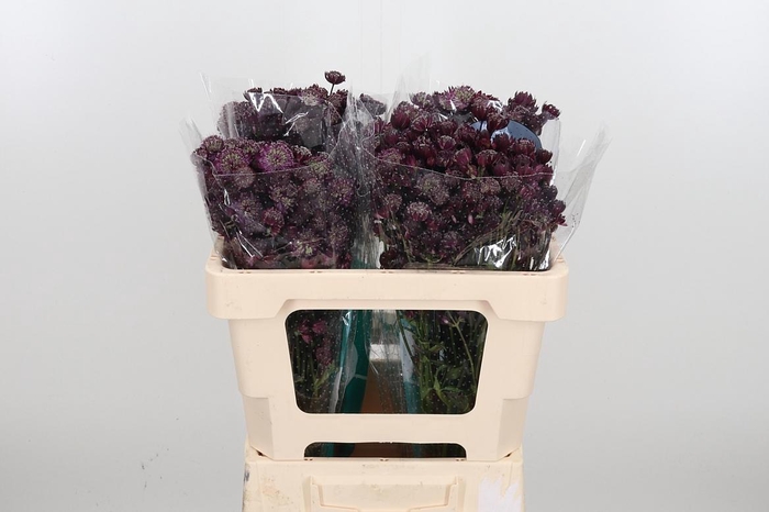 <h4>Astr Star Of Love</h4>